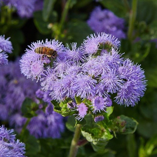 Ageratum