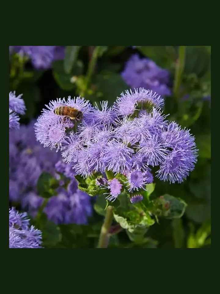 Ageratum real-world photo reference (Ageratum houstonianum)