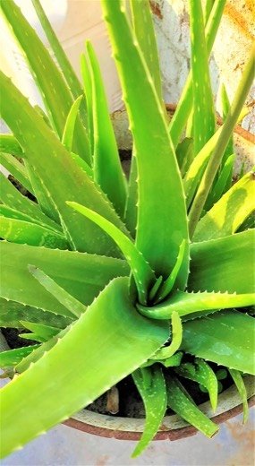 Aloe Vera