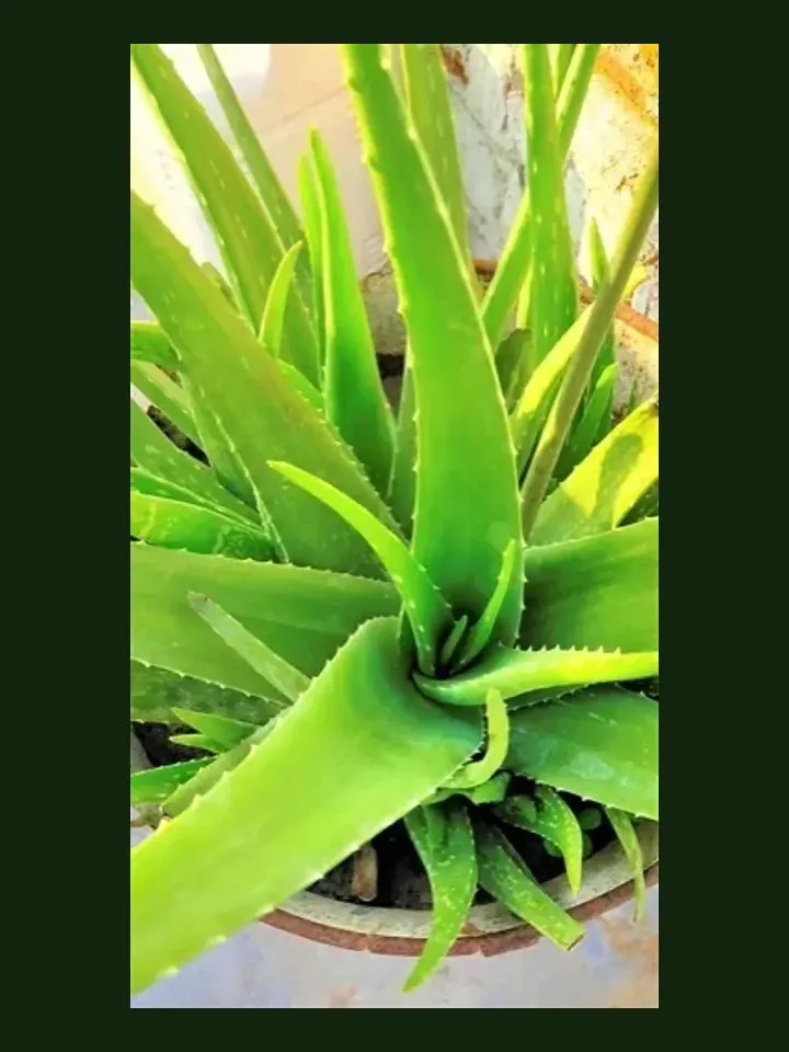 Aloe Vera real-world photo reference (Aloe vera)