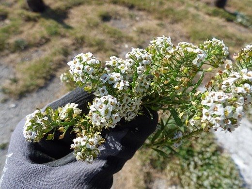 Alyssum (Lobularia maritima)
