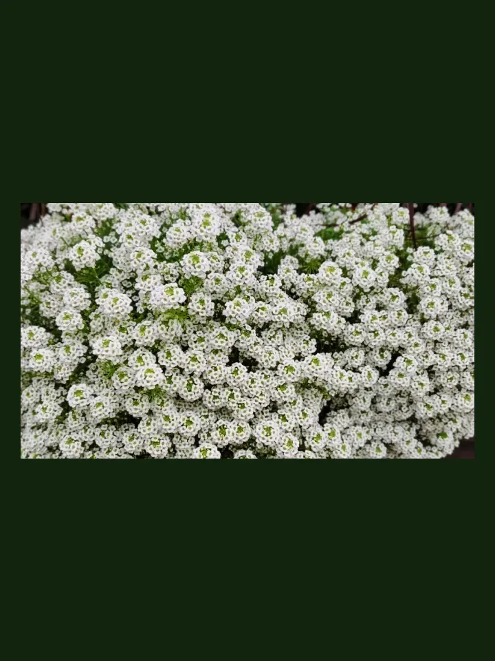 Alyssum real-world photo reference (Lobularia maritima)