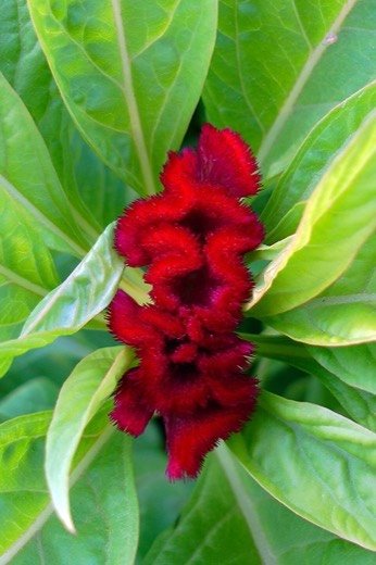 Amaranth (Amaranthus spp.)