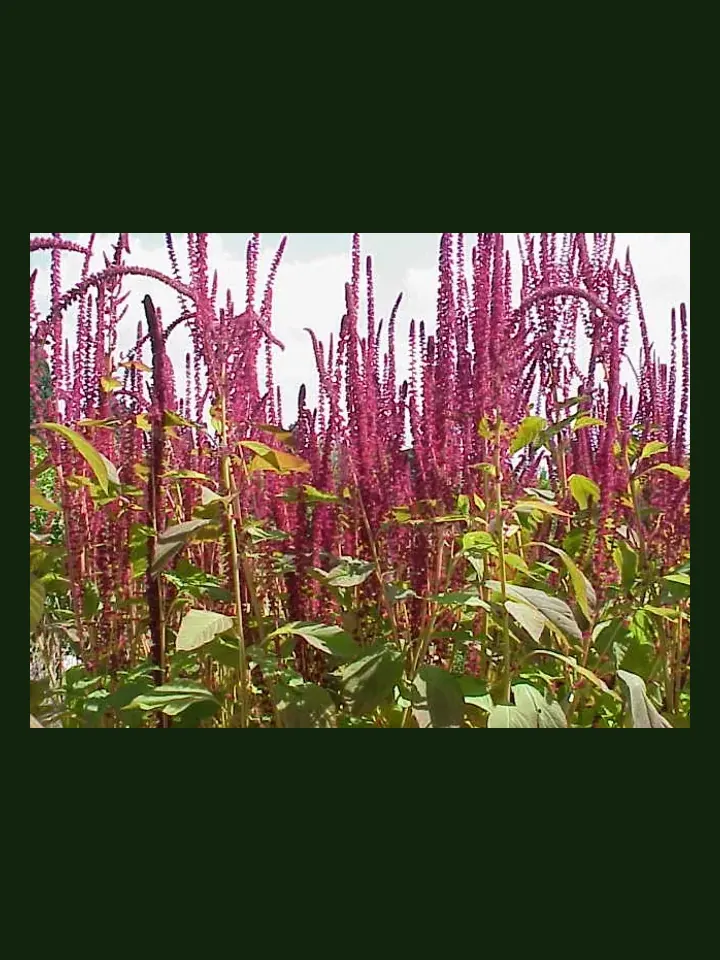 Amaranth real-world photo reference (Amaranthus spp.)