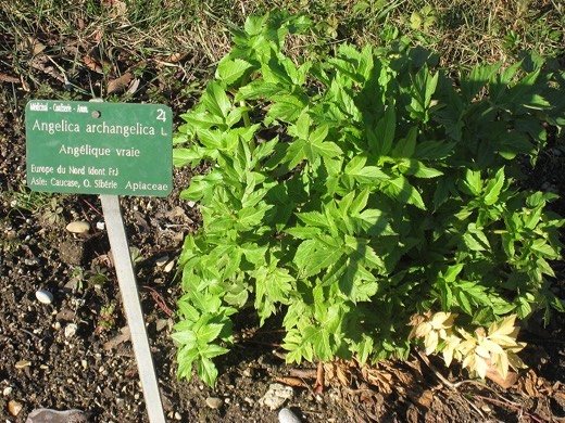 Angelica