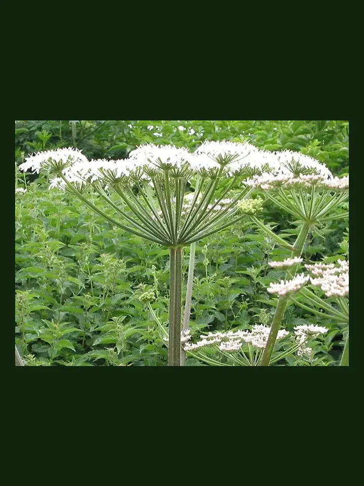 Angelica real-world photo reference (Angelica archangelica)