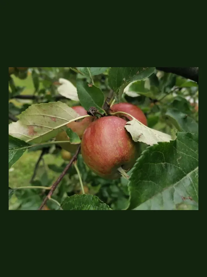Apple real-world photo reference (Malus domestica)