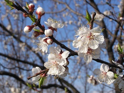 Apricot