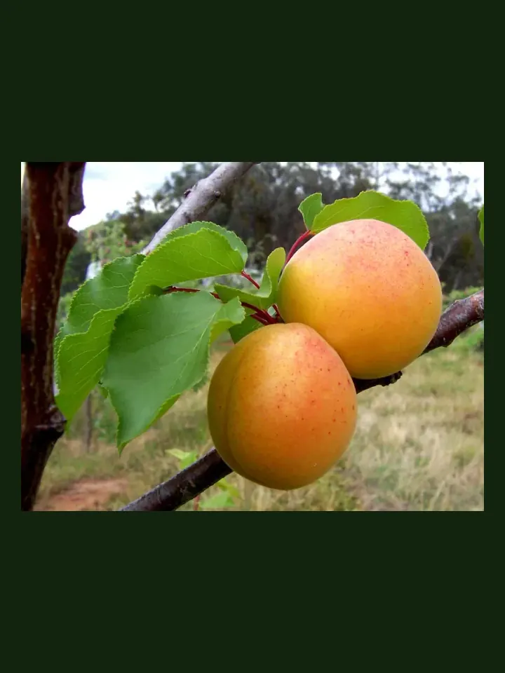 Apricot real-world photo reference (Prunus armeniaca)