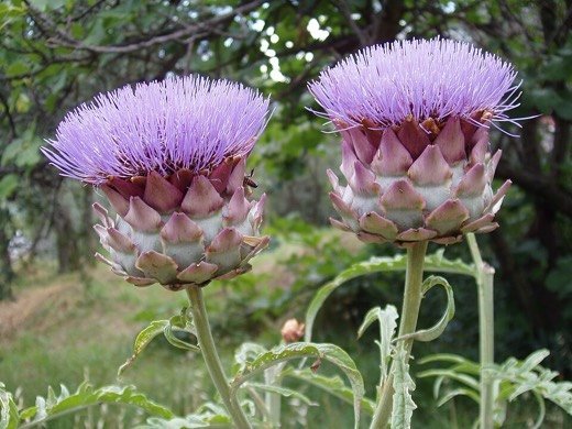 Artichoke (Cynara scolymus)