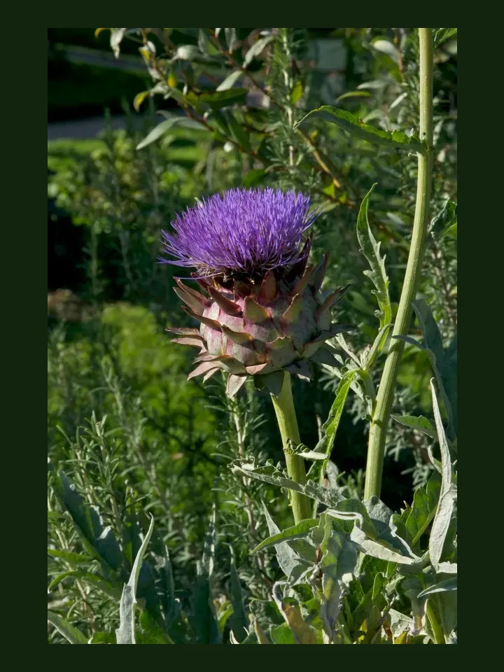Artichoke real-world photo reference (Cynara scolymus)