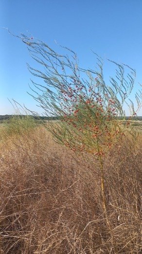 Asparagus (Asparagus officinalis)