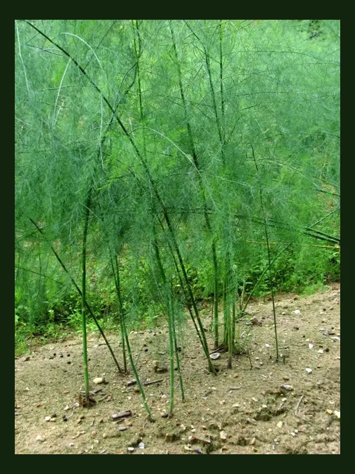 Asparagus real-world photo reference (Asparagus officinalis)