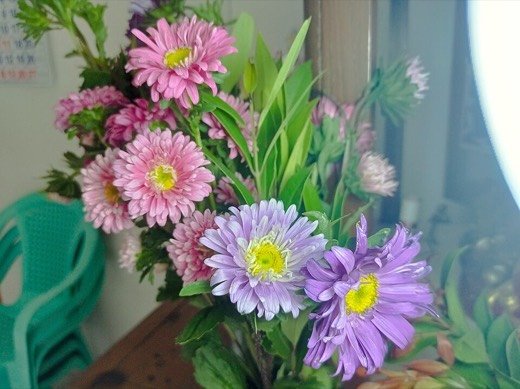Aster, Annual (Callistephus chinensis)