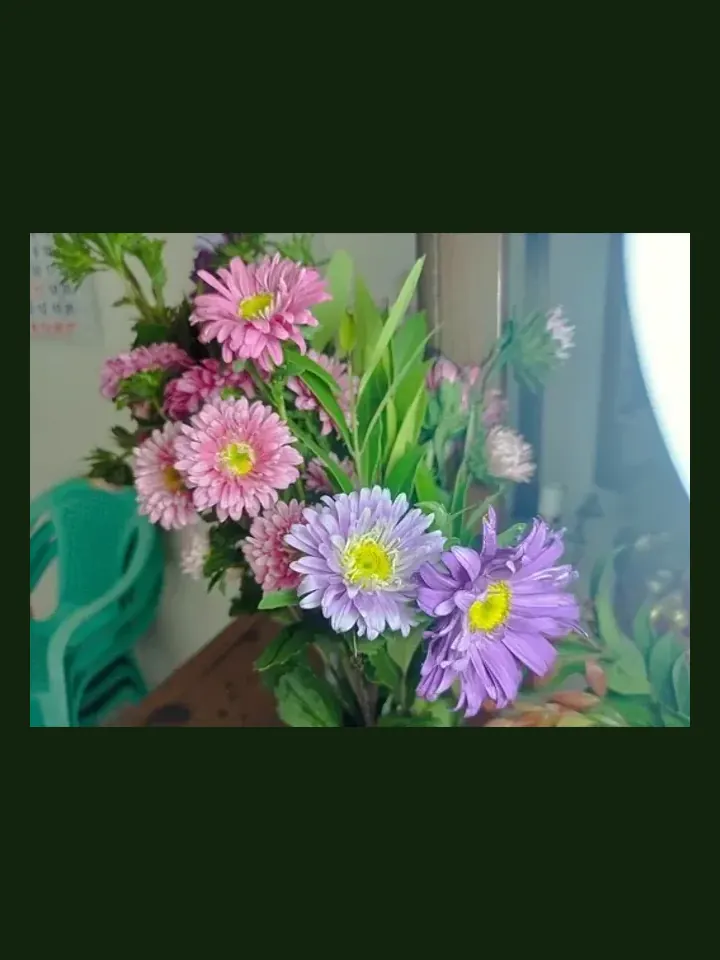 Aster, Annual real-world photo reference (Callistephus chinensis)