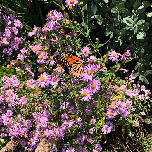 Aster, Perennial (Aster spp.)