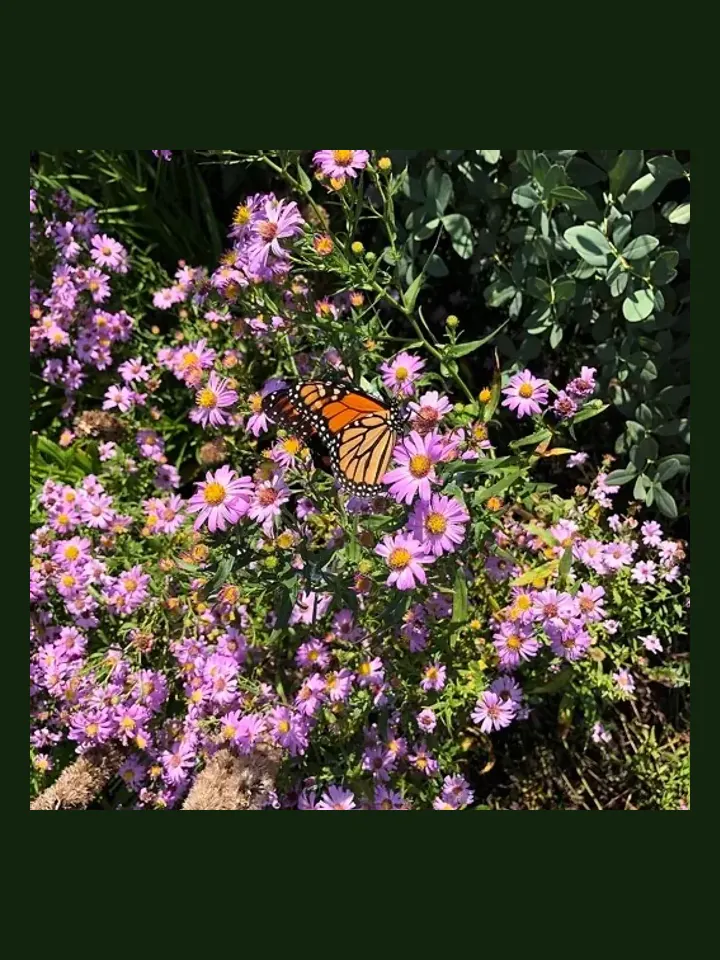 Aster, Perennial real-world photo reference (Aster spp.)