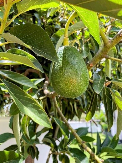 Avocado