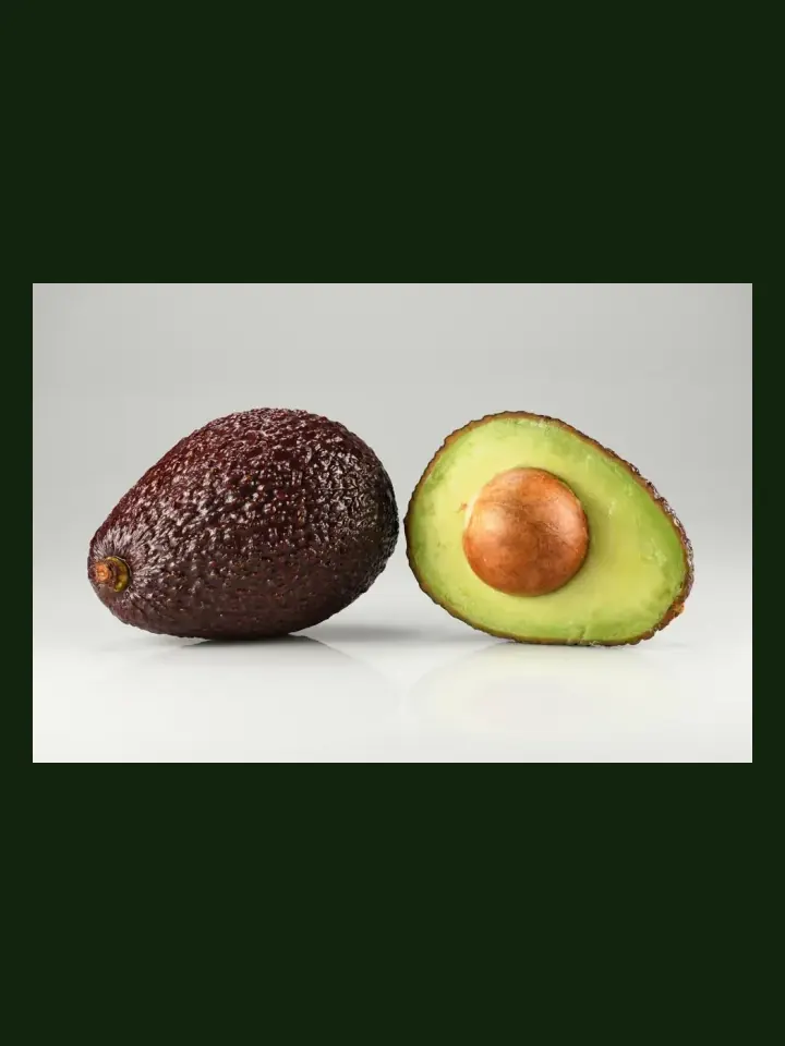 Avocado real-world photo reference (Persea americana)