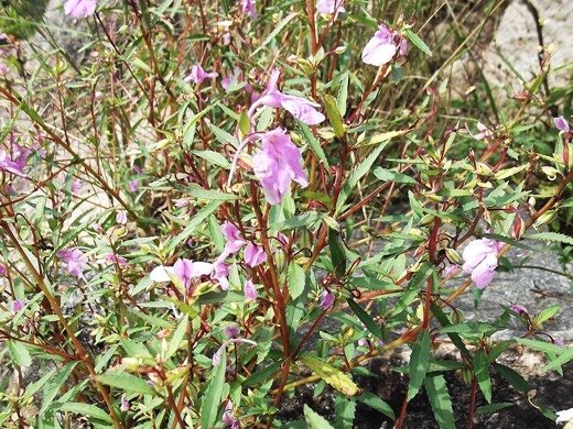 Balsam