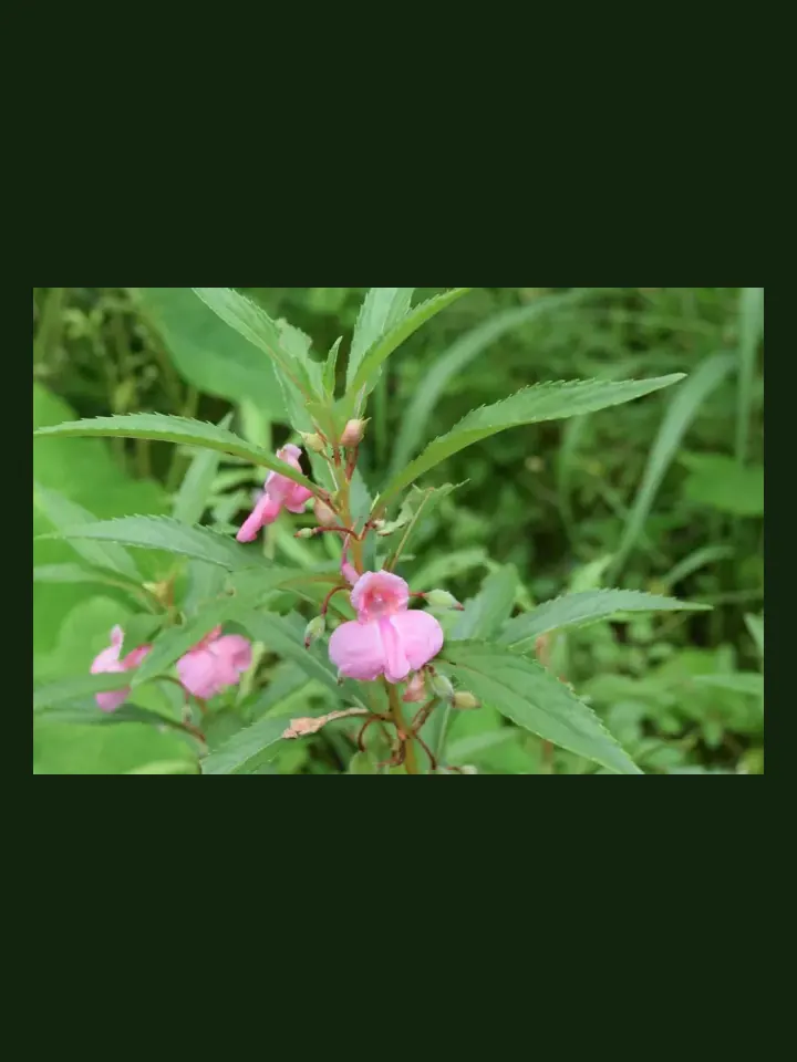 Balsam real-world photo reference (Impatiens balsamina)