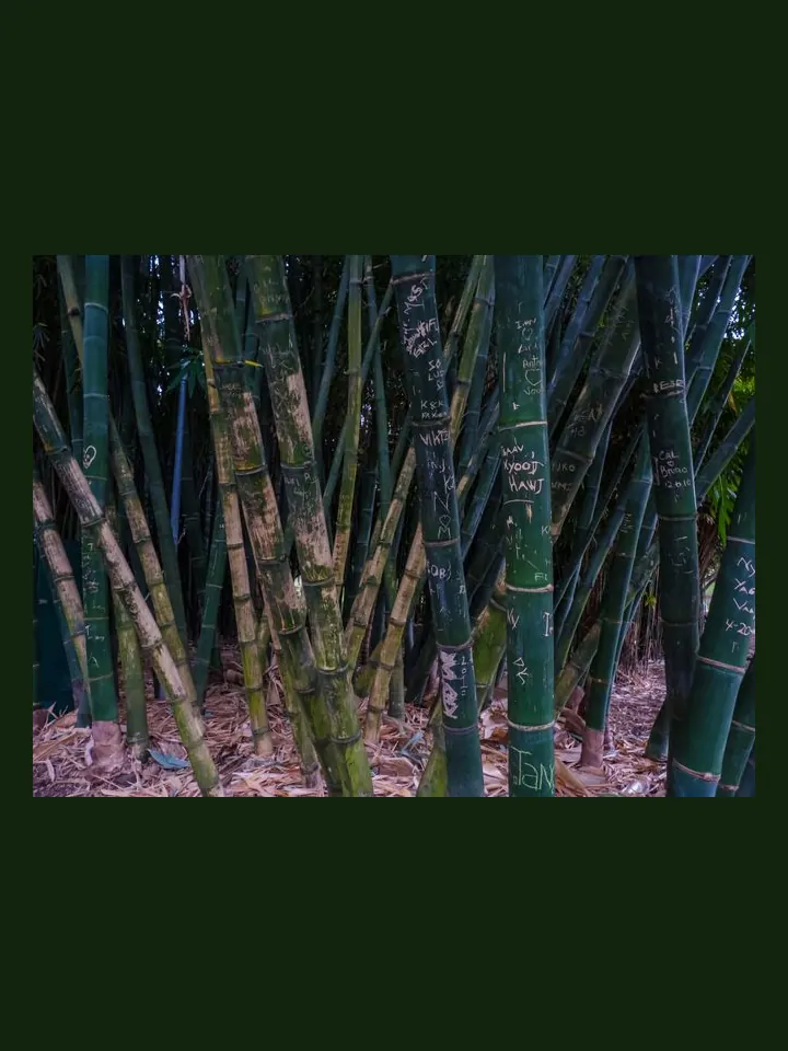Bamboo real-world photo reference (Bambusa spp.)