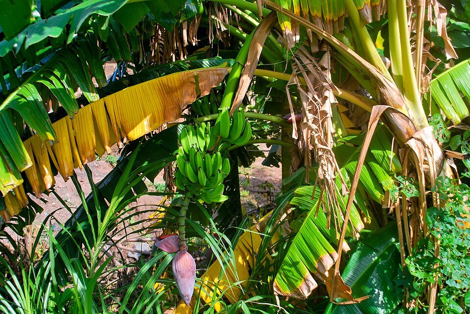 Banana (Musa spp.)