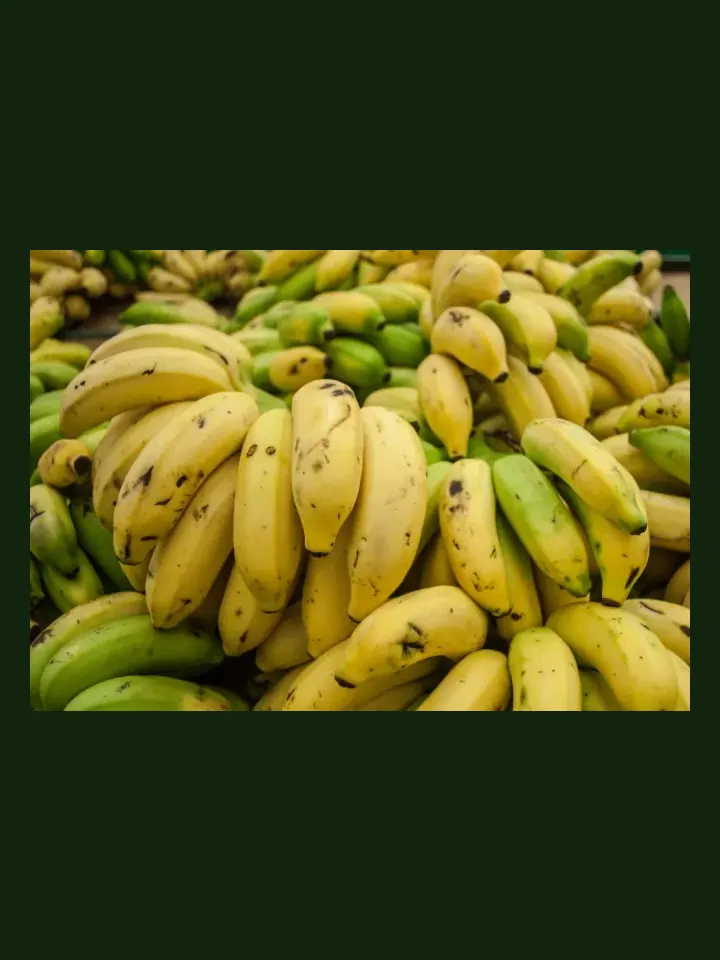 Banana real-world photo reference (Musa spp.)