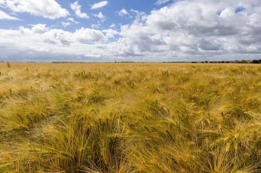 Barley (Hordeum vulgare)