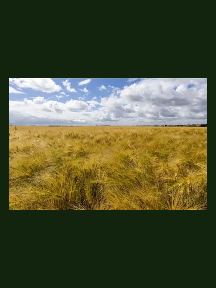 Barley real-world photo reference (Hordeum vulgare)