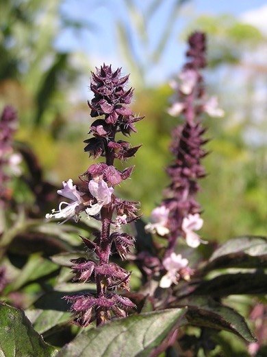 Basil (Ocimum basilicum)