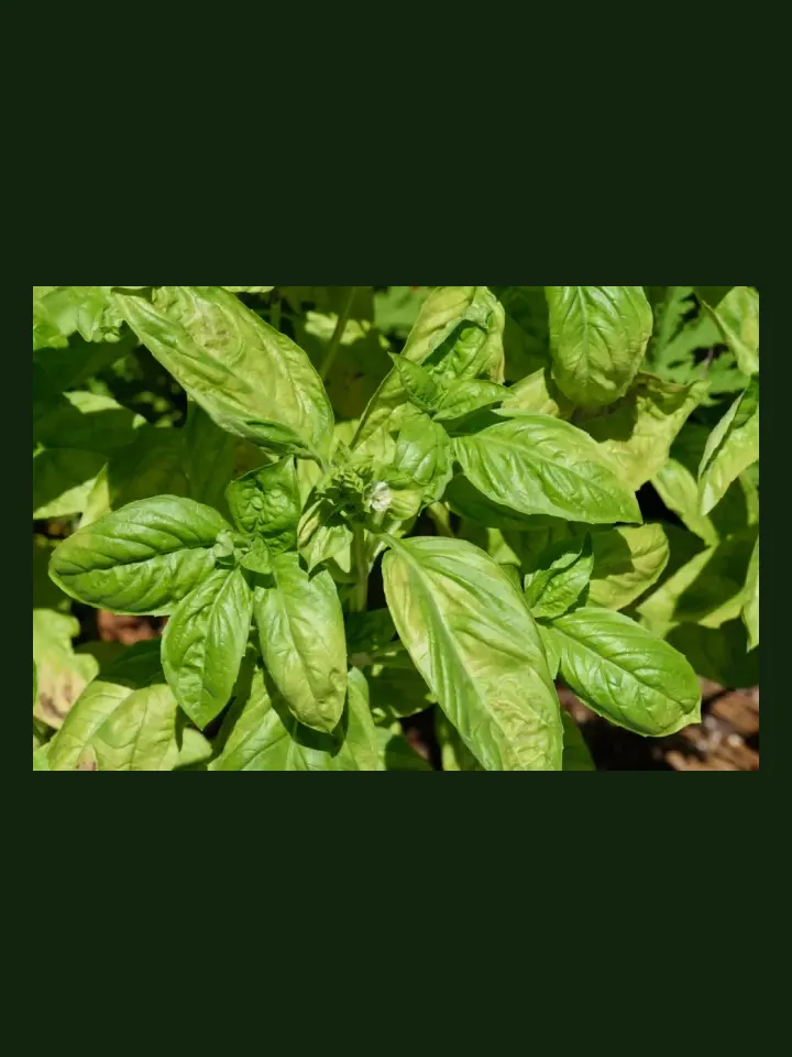 Basil real-world photo reference (Ocimum basilicum)
