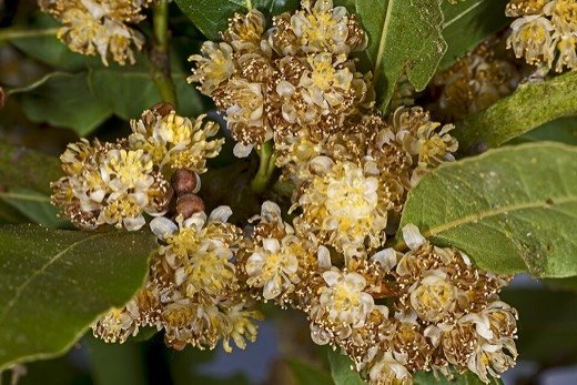 Bay Laurel