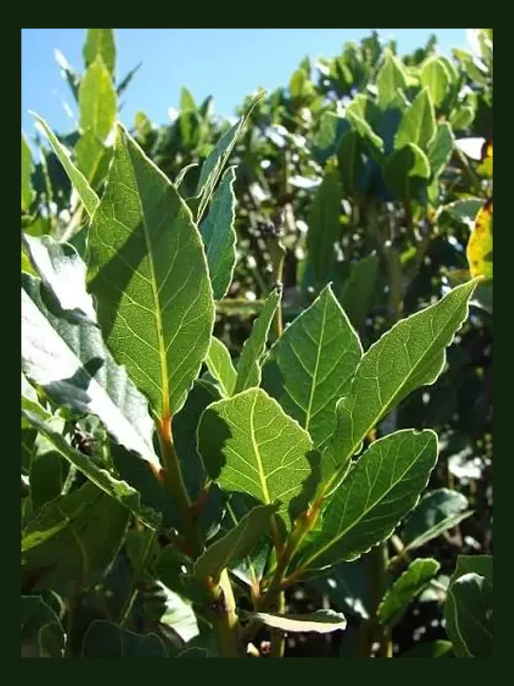 Bay Laurel real-world photo reference (Laurus nobilis)