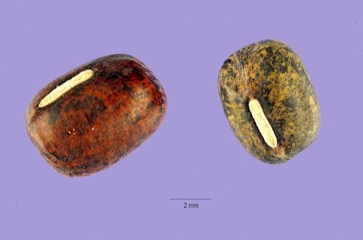 Bean, Adzuki (Vigna angularis)