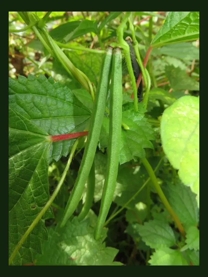 Bean, Adzuki real-world photo reference (Vigna angularis)