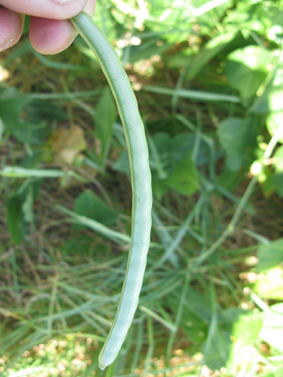 Bean, Snake (Vigna unguiculata sesquipedalis)