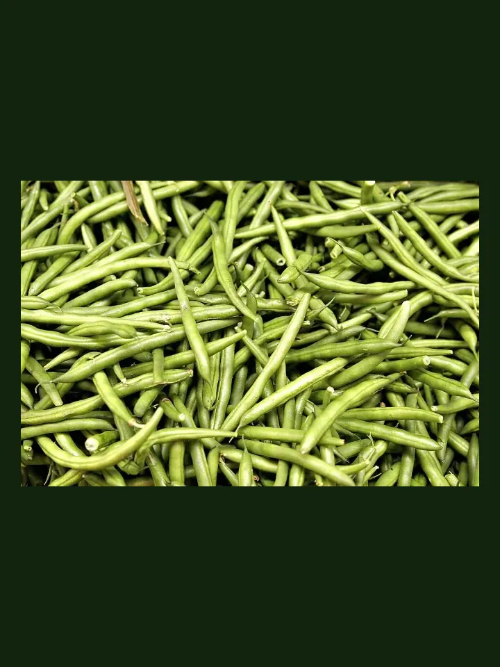 Beans real-world photo reference (Phaseolus vulgaris)