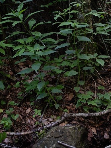 Bee Balm (Monarda didyma)