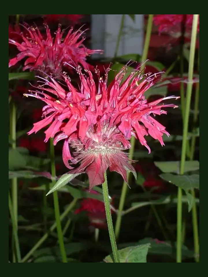 Bee Balm real-world photo reference (Monarda didyma)