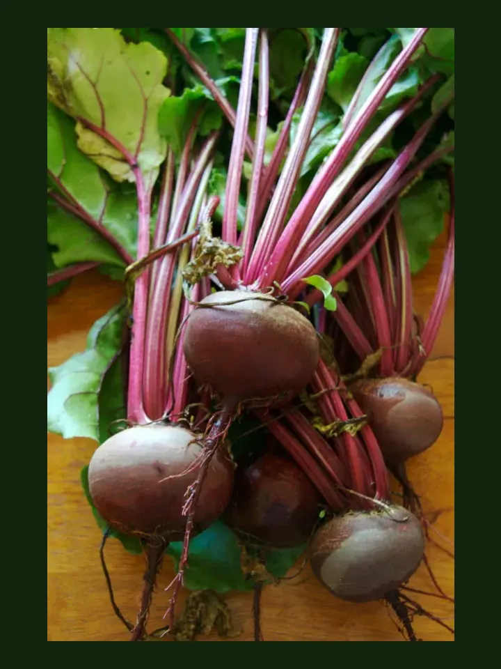 Beetroot real-world photo reference (Beta vulgaris)