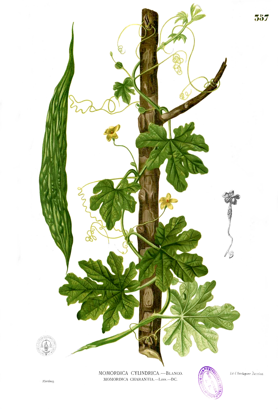 Bitter Melon (Momordica charantia)
