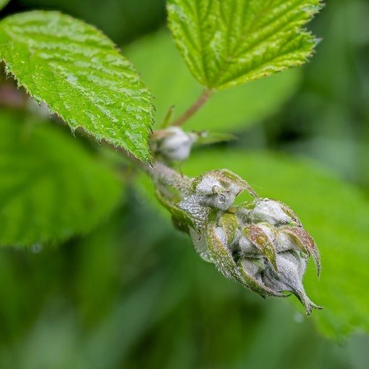 Blackberry