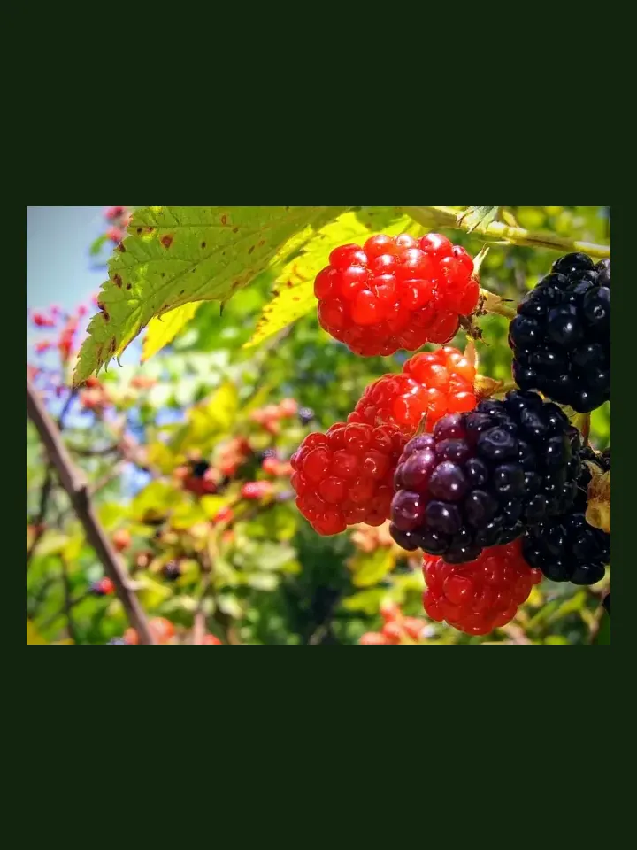 Blackberry real-world photo reference (Rubus fruticosus agg.)