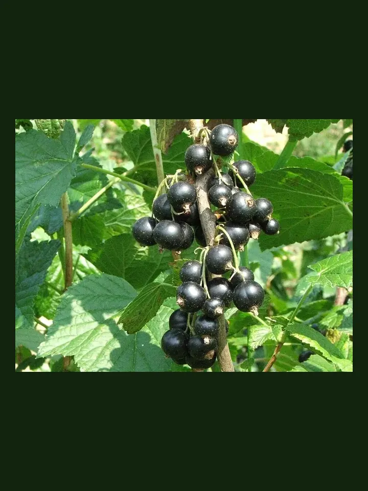 Blackcurrant real-world photo reference (Ribes nigrum)