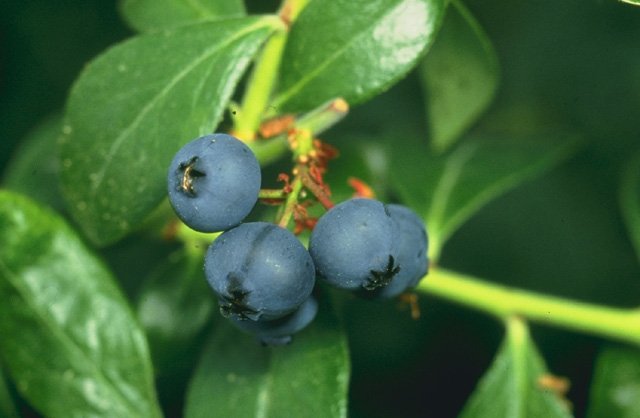 Blueberry (Vaccinium corymbosum)
