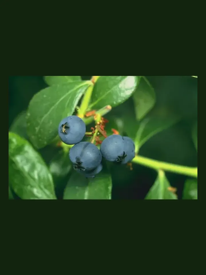 Blueberry real-world photo reference (Vaccinium corymbosum)