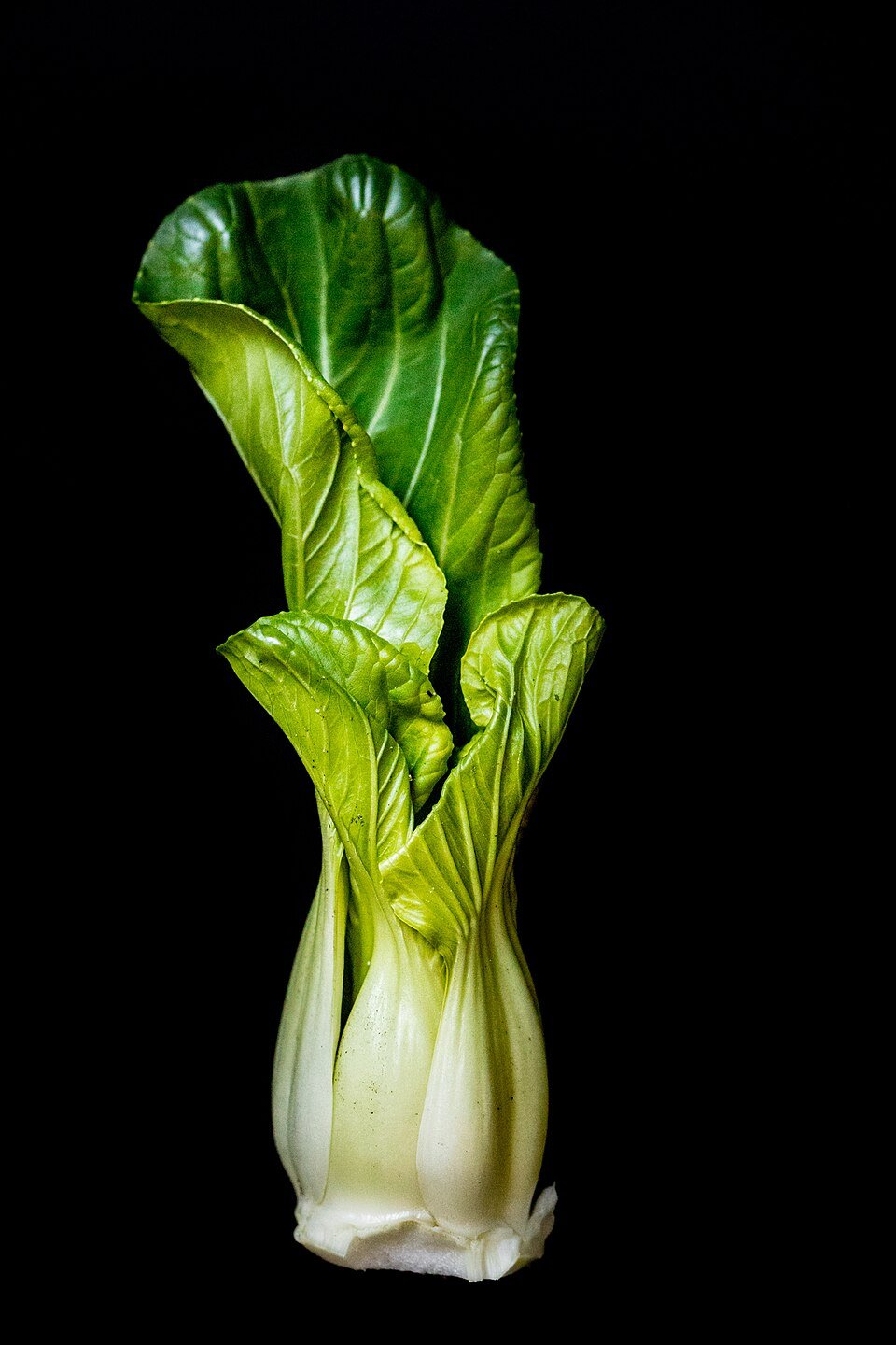 Bok Choy (Brassica rapa subsp. chinensis)