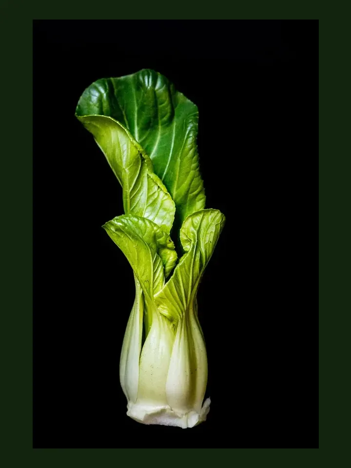 Bok Choy real-world photo reference (Brassica rapa subsp. chinensis)