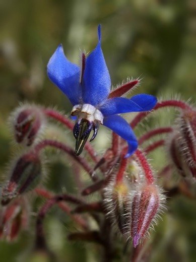 Borage (Borago officinalis)